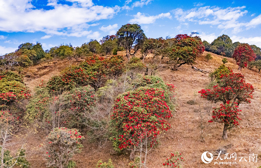 雲南省漾濞縣富恆鄉石竹村的杜鵑花進入盛花期。人民網記者 虎遵會攝