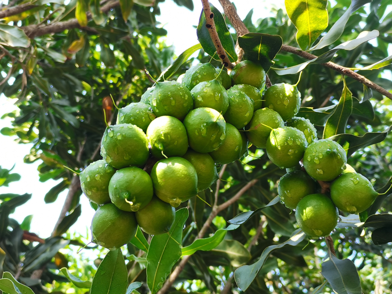 堅果挂滿枝頭。