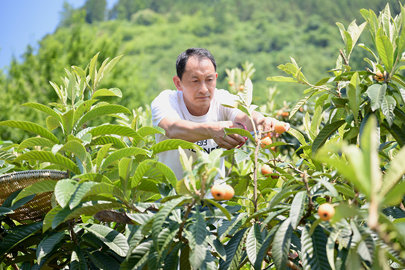 鎮雄縣大灣鎮發展枇杷產業助力群眾增收2025年5月