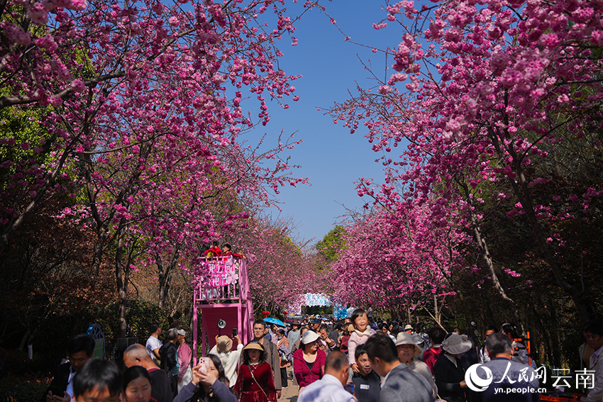 市民和游客在赏花拍照。人民网记者 李发兴摄