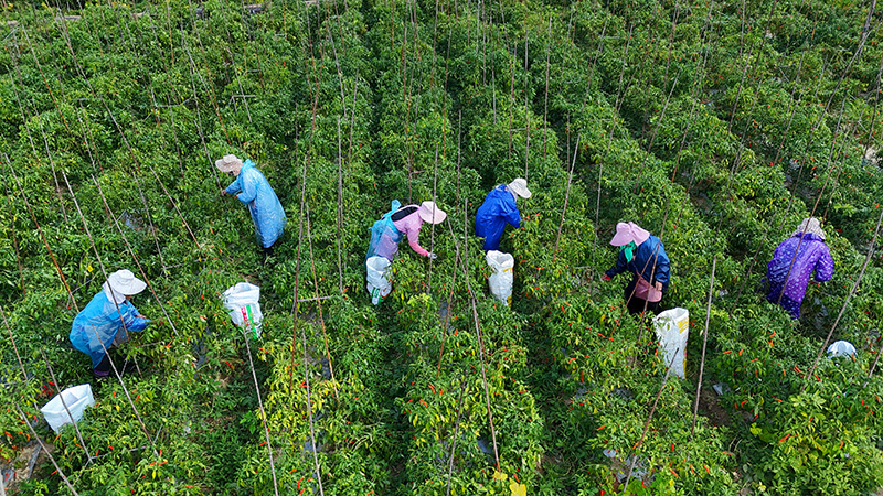 紅河縣干熱河谷辣椒豐收（趙龍雲20250717）