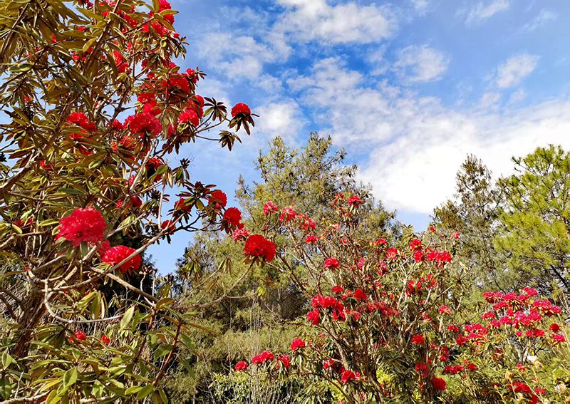 丽江市古城区金安镇光乐村的万亩野生杜鹃竞相绽放。