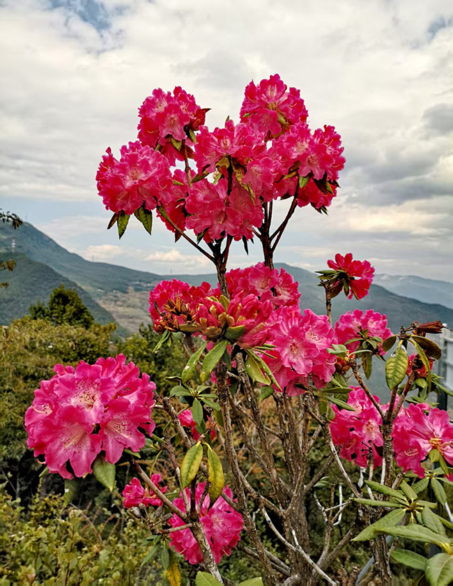 丽江市古城区金安镇光乐村的万亩野生杜鹃竞相绽放。