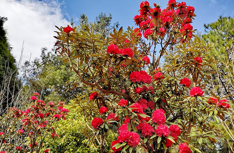 丽江市古城区金安镇光乐村的万亩野生杜鹃竞相绽放。