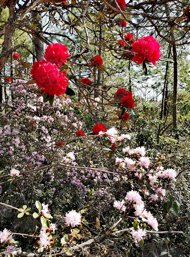 丽江市古城区金安镇光乐村的万亩野生杜鹃竞相绽放。