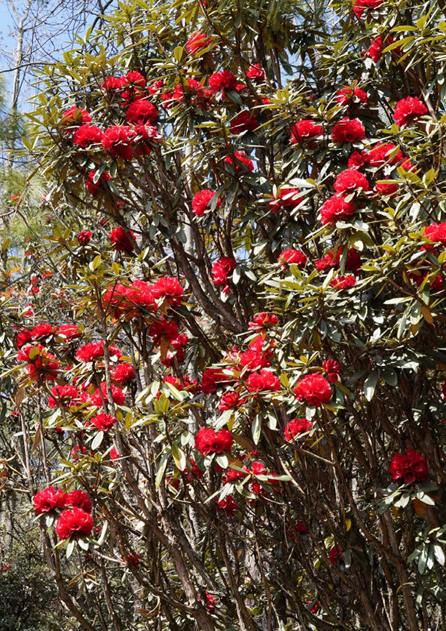 丽江市古城区金安镇光乐村的万亩野生杜鹃竞相绽放。