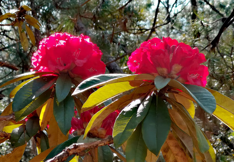 丽江市古城区金安镇光乐村的万亩野生杜鹃竞相绽放。