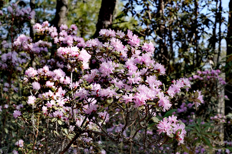 丽江市古城区金安镇光乐村的万亩野生杜鹃竞相绽放。