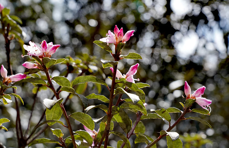 丽江市古城区金安镇光乐村的万亩野生杜鹃竞相绽放。