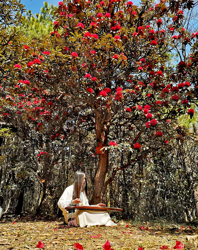 丽江市古城区金安镇光乐村的万亩野生杜鹃竞相绽放。