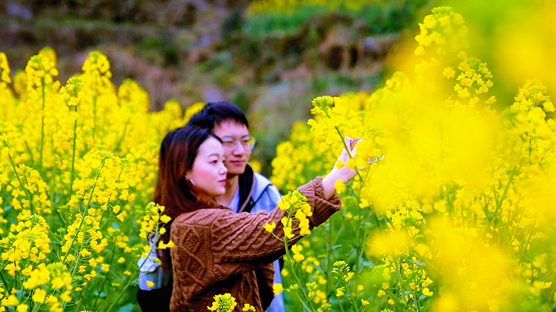 2月25日游客在太平镇油菜花园拍照留念-(2)