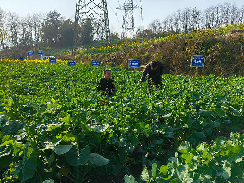 2月12日农技人员在向家坝镇大池村开展的油菜品比试验及技术指导1