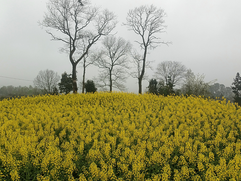 2月28日向家坝镇永安村油菜花景色
