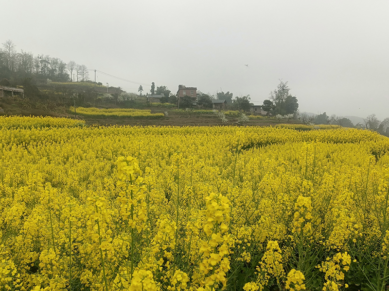 2月28日向家坝镇永安村油菜花