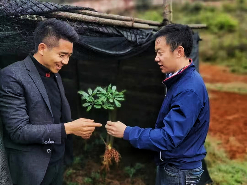 周国财(左一)正在讲解三七的功效
