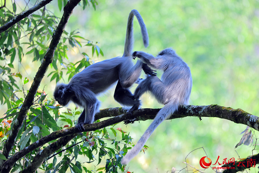 两只印支灰叶猴在树上玩闹。润宁摄