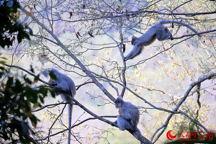 树上的三只印支灰叶猴呆萌可爱。润宁摄