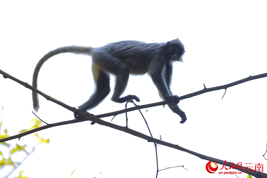 一只印支灰叶猴在树枝上行走。润宁摄