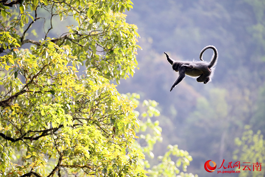 一只印支灰叶猴正从一棵树跳跃到另一棵树。润宁摄