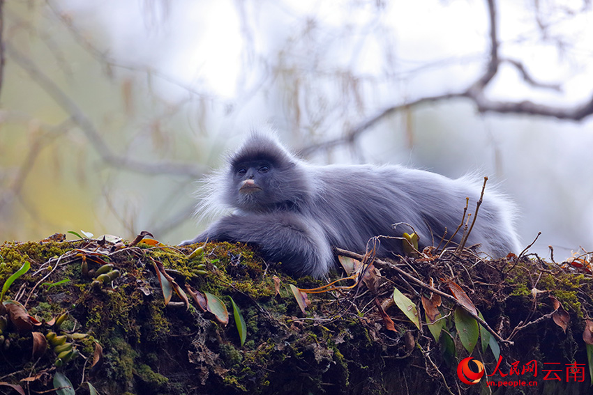 一只印支灰叶猴正在休息。润宁摄