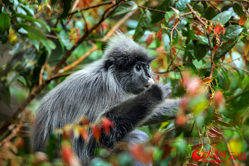 印支灰叶猴。润宁摄