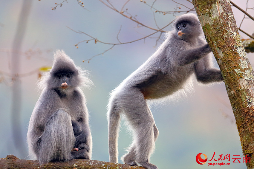 印支灰叶猴呆萌可爱。润宁摄