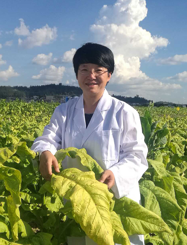 徐照麗在田間測查煙株長勢。雲南省煙草農業科學研究院供圖