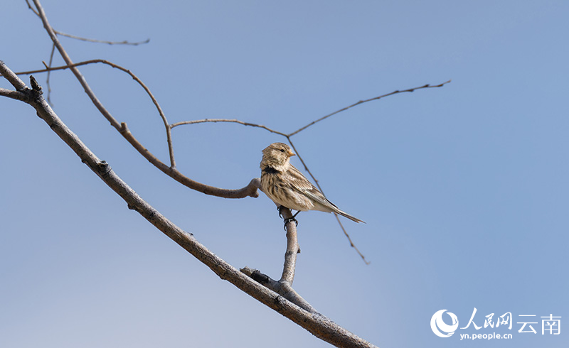 黃嘴朱頂雀-攝影羅俊