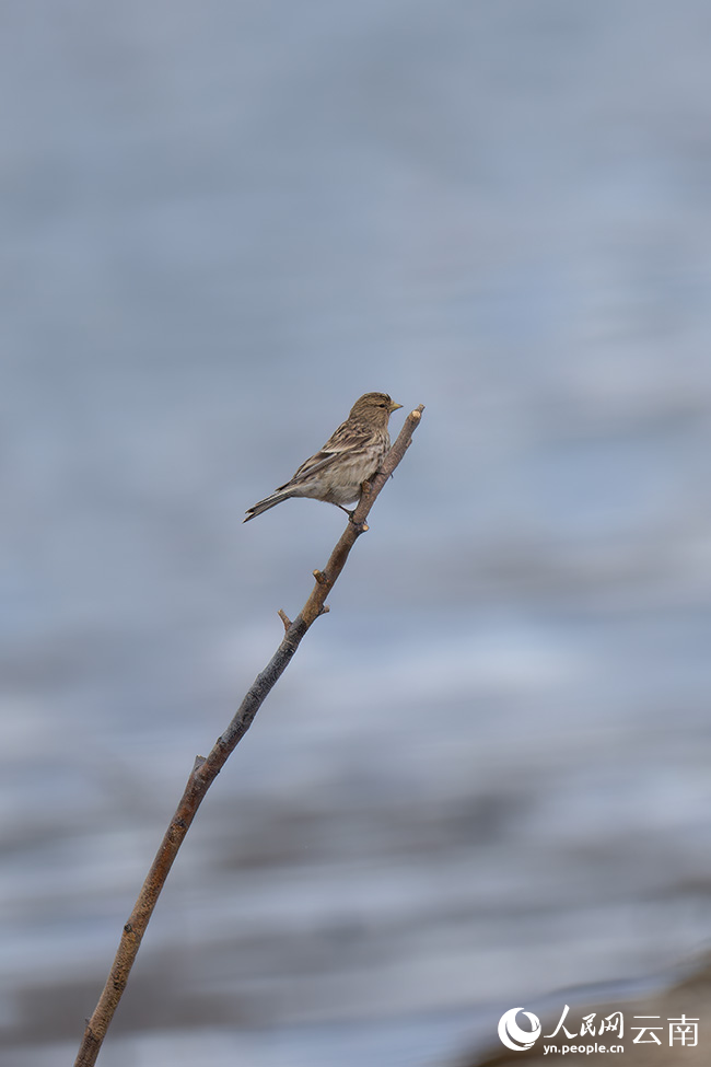 黃嘴朱頂雀攝影羅俊