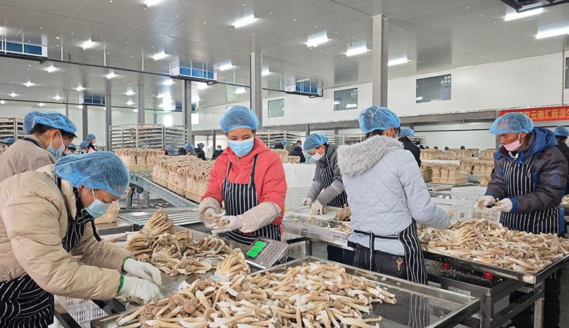 工人在采收人工梨窝。南华县委宣传部供图