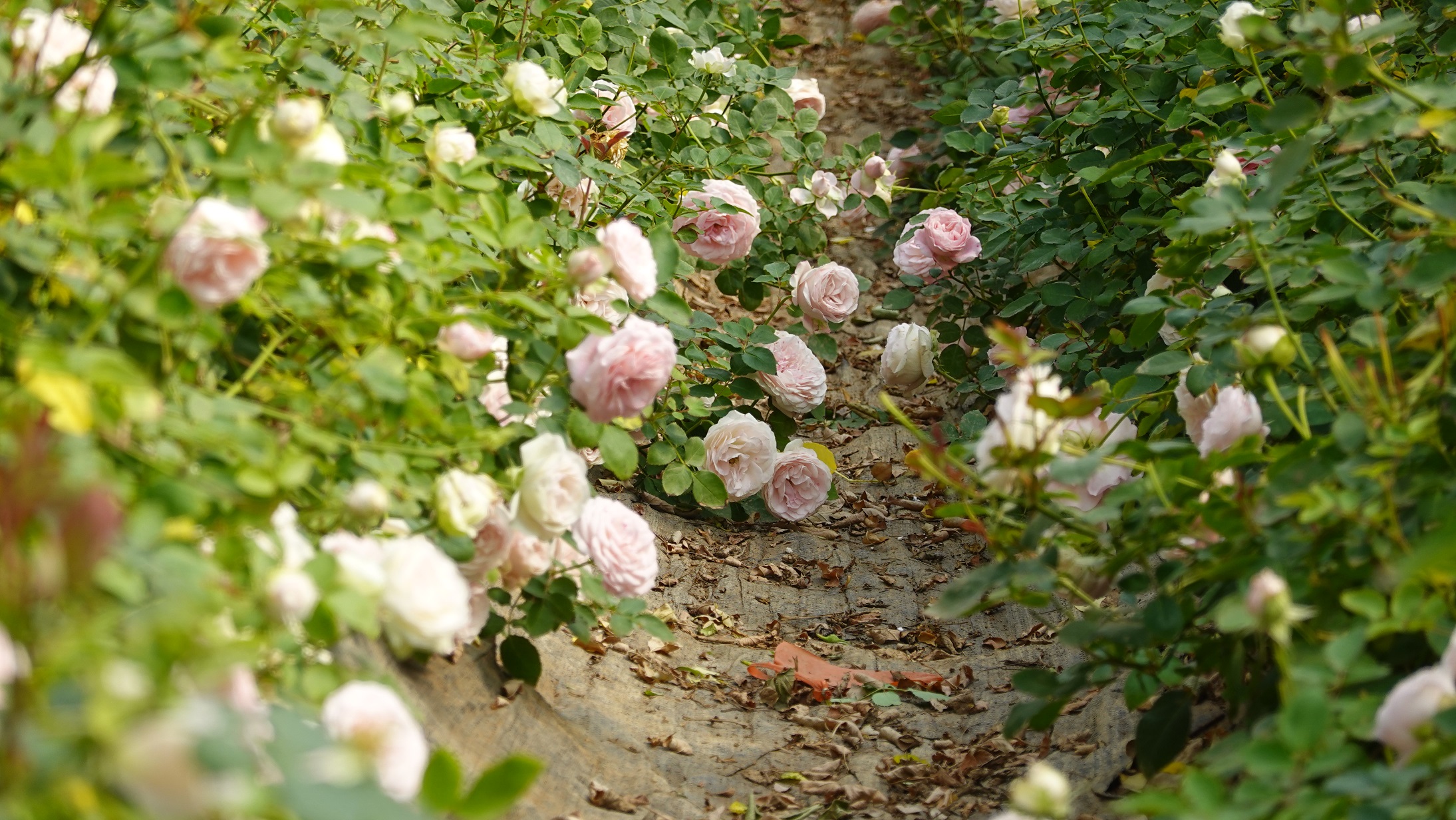 红河开远：智慧赋能绘就乡村振兴新图景