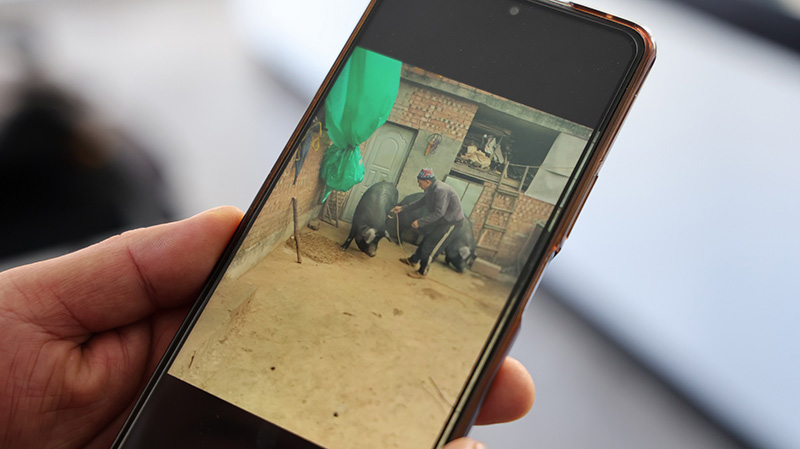 合作社定期向認養人推送黑豬養殖動態。郭斯維攝