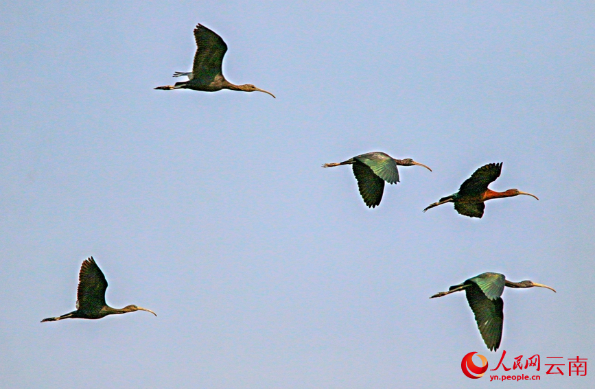3月1日在孟连县拍摄到的彩鹮。陈永刚摄