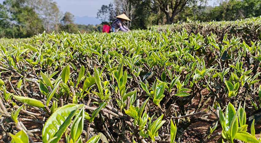 春茶吐露新芽。景谷县融媒体中心供图