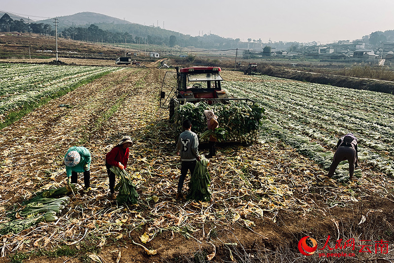 【2】务工人员正在将青菜装车。人民网记者-程浩摄