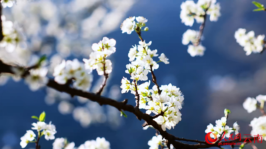 云南大关：一廊“李雪” 漫染春山【3】