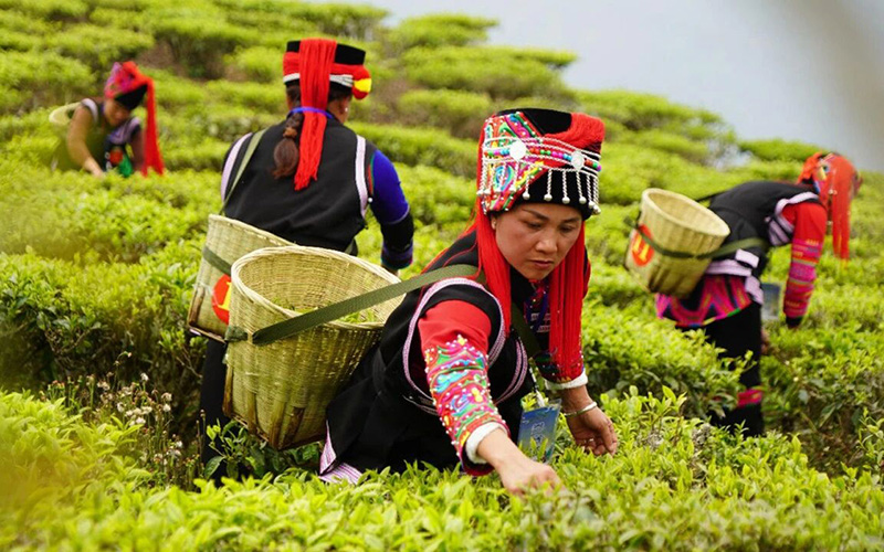 农户正在采茶。