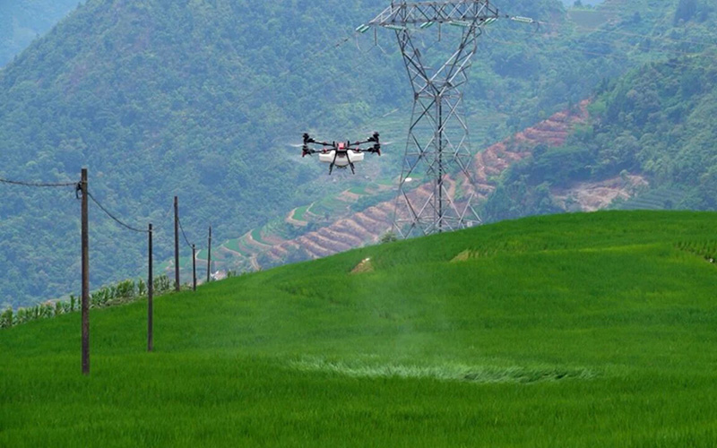 稻田无人机。白院生摄