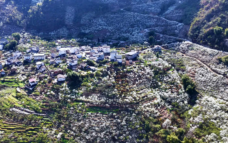 雲南大關：一廊“李雪” 漫染春山