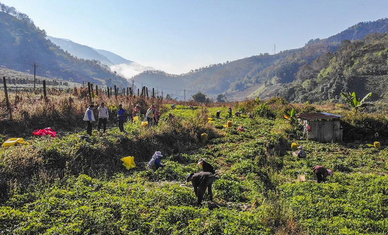 彩色花生采收现场。