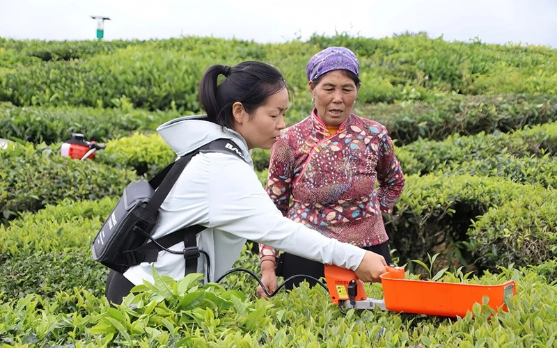 专家在茶垄间为茶农手把手示范指导。