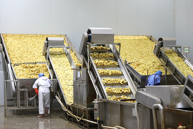 工人正在分揀清洗后的小黃姜。​