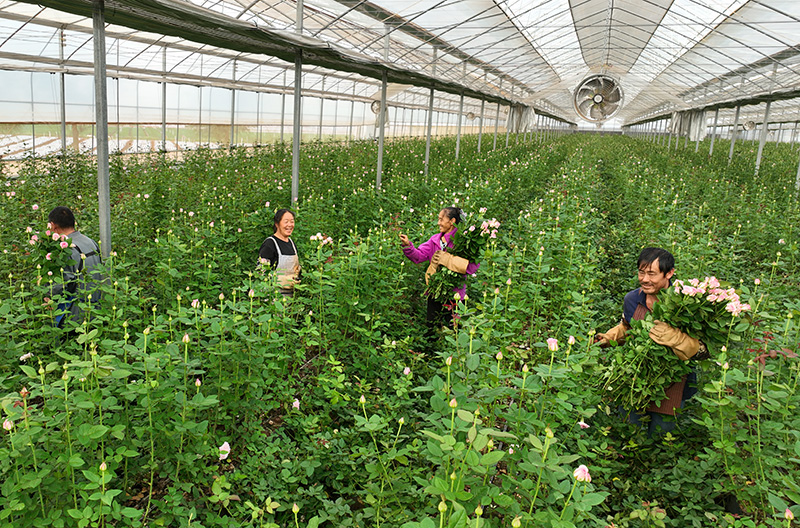群眾在師宗縣彩雲現代花卉農業產業園1號鮮切花種植基地就近就地採集鮮切花。