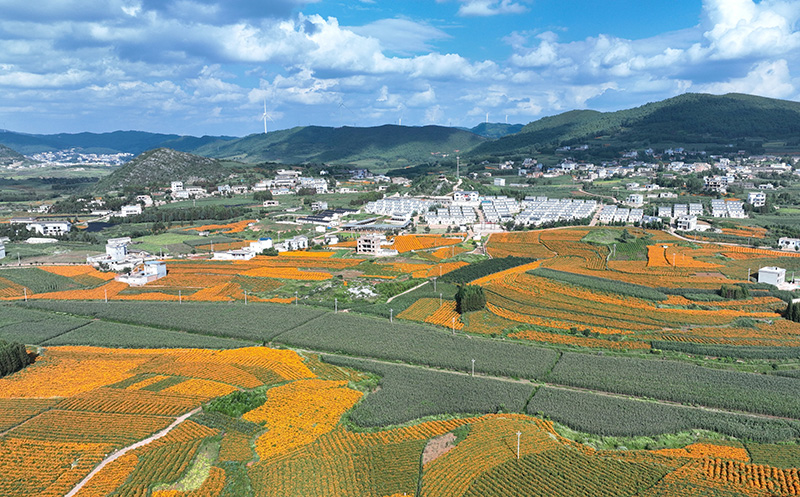 師宗縣雄壁鎮下鴨子塘村萬壽菊種植基地。