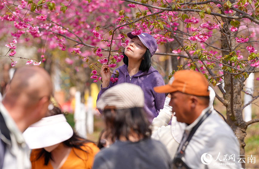 游客在雲南省曲靖市馬龍區沈家山櫻花谷踏青賞花。人民網記者 虎遵會攝