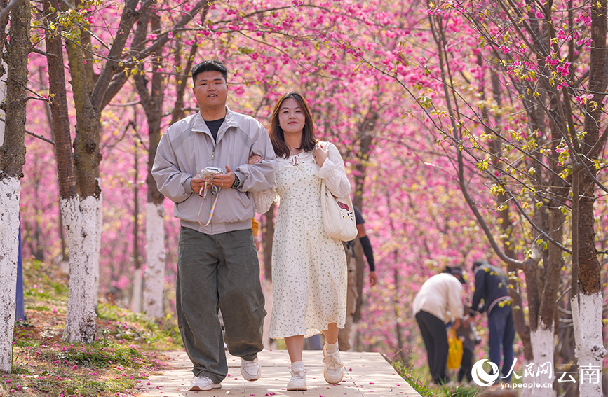 游客在云南省曲靖市马龙区沈家山樱花谷踏青赏花。人民网记者 虎遵会摄