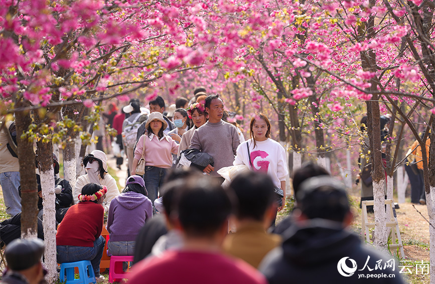 游客在云南省曲靖市马龙区沈家山樱花谷踏青赏花。人民网记者 虎遵会摄