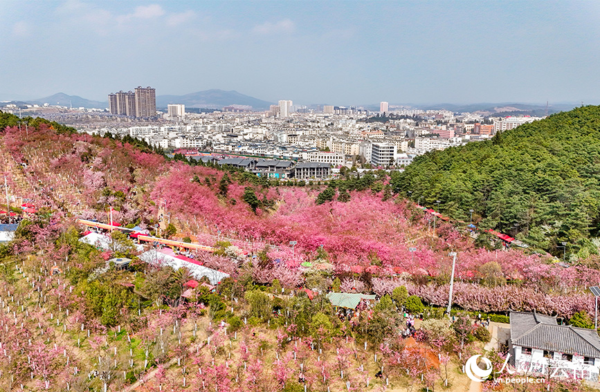 云南省曲靖市马龙区沈家山樱花谷樱花连片盛放。人民网记者 虎遵会摄
