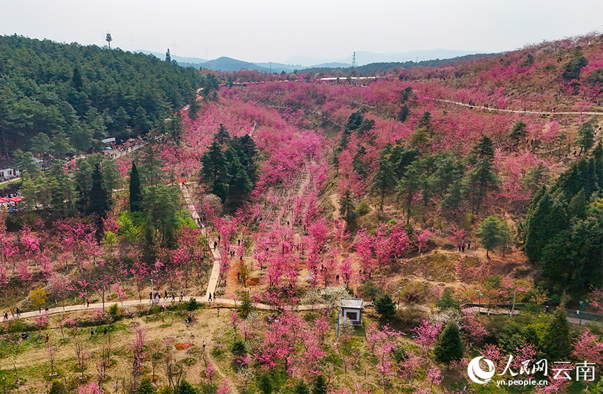 云南省曲靖市马龙区沈家山樱花谷樱花连片盛放。人民网记者 虎遵会摄