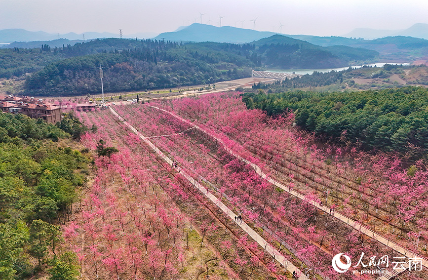云南省曲靖市马龙区沈家山樱花谷樱花连片盛放。人民网记者 虎遵会摄